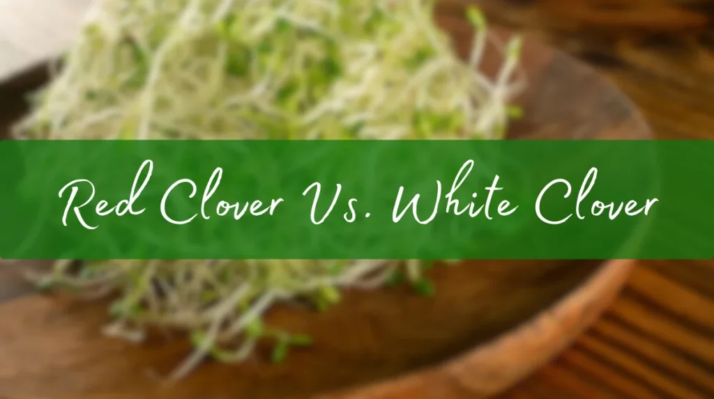 Red Clover Vs. White Clover Understanding The Differences For Bearded Dragons