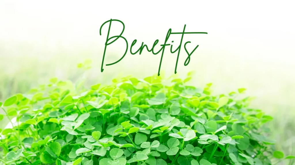 Benefits of clover for bearded dragons